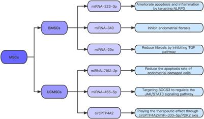 Role of noncoding RNA in the pathophysiology and treatment of intrauterine adhesion